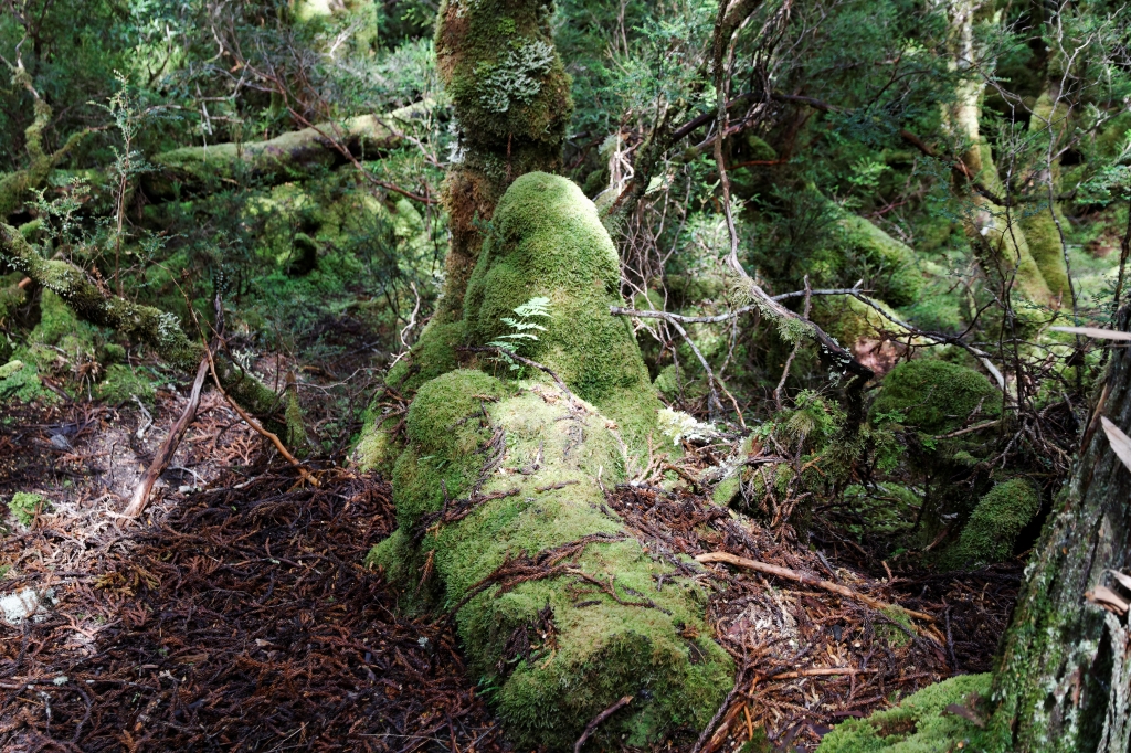 20 - Cradle Montain NP (4).jpg